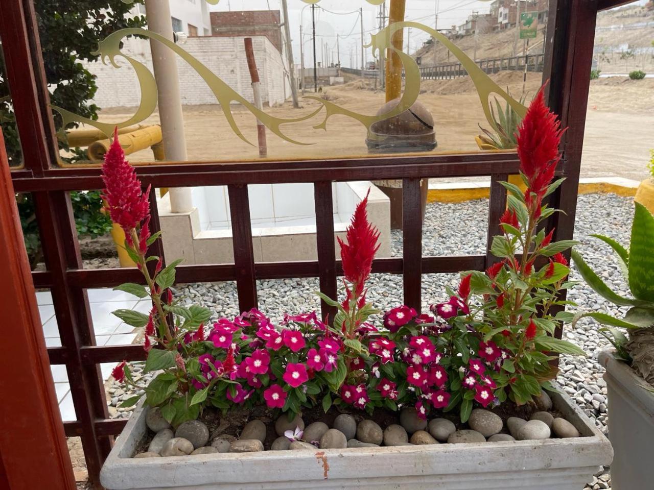 Hostal Ocean Pacifico 蓬塔内格拉 外观 照片